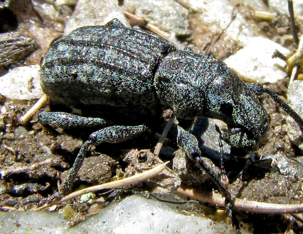 Anagotus latirostris