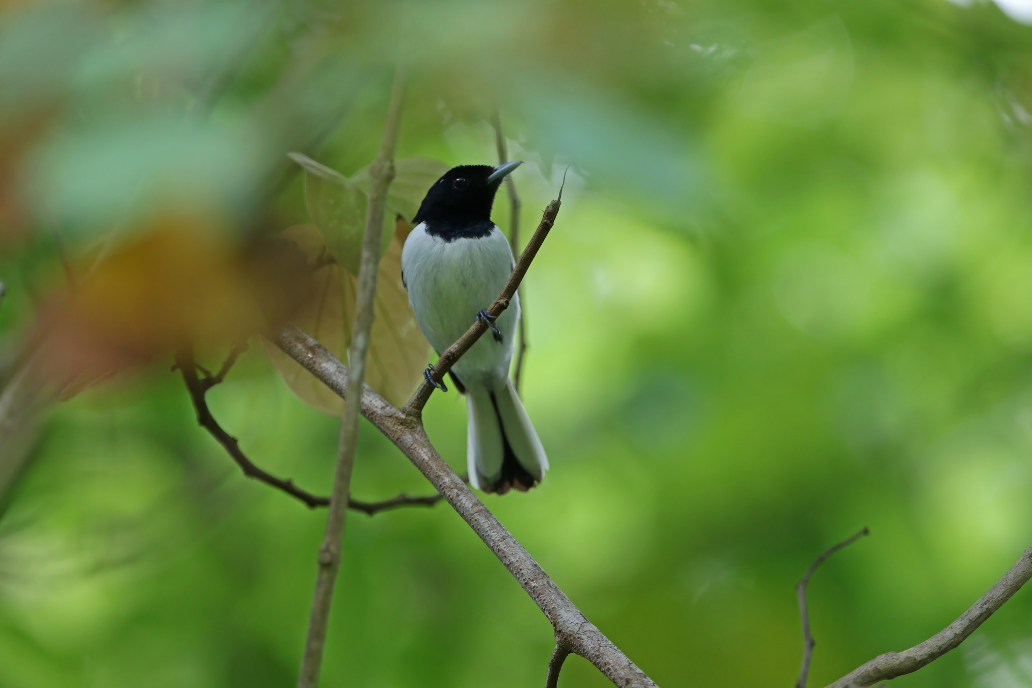 Kai Monarch (Symposiachrus leucurus), photo 9
