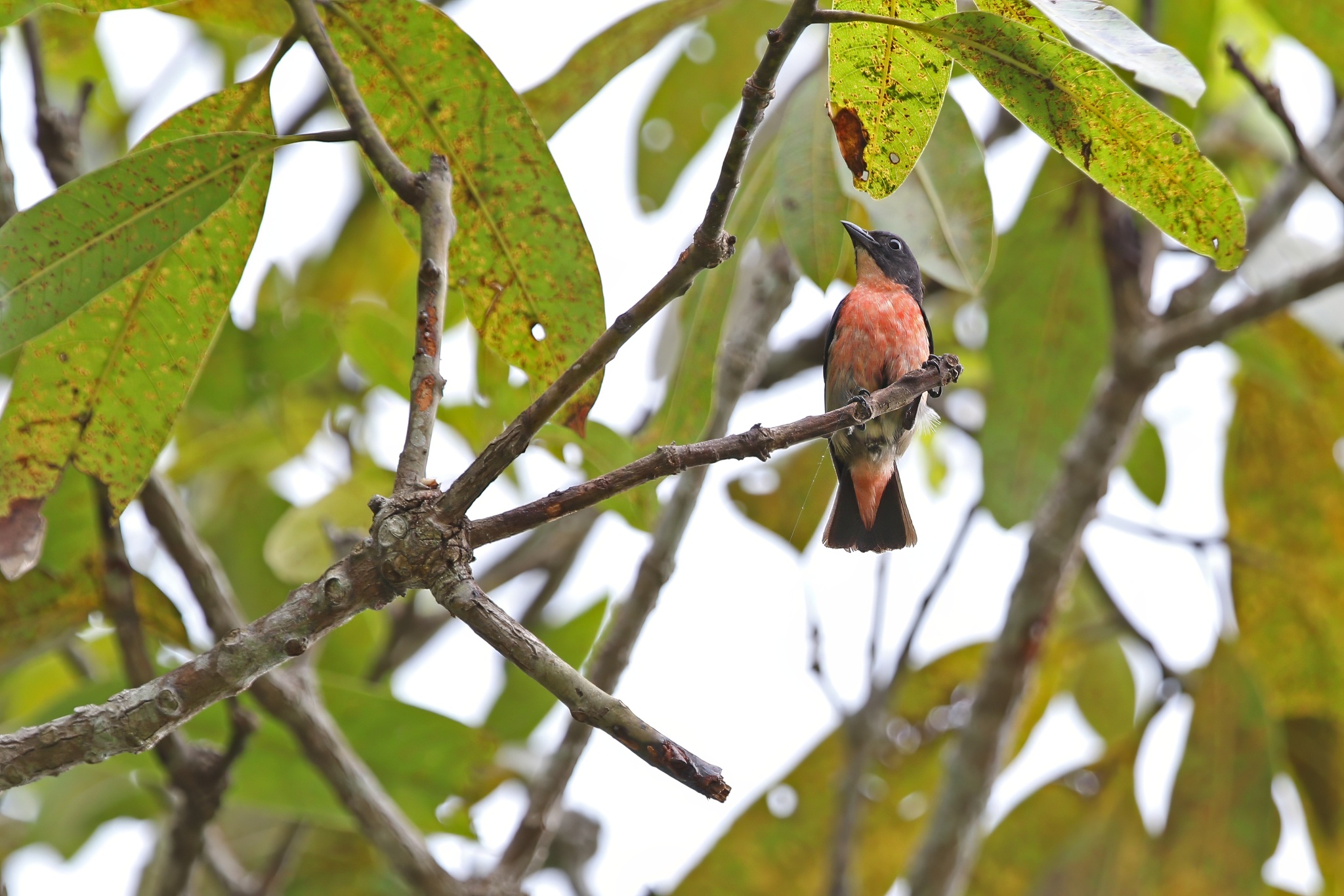 Pink-breasted Flowerpecker illustration