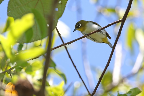 Ambon White-eye (Zosterops kuehni), photo 3