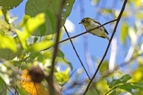 Ambon White-eye (Zosterops kuehni), photo 5