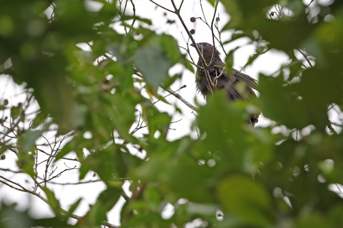 Kai Coucal