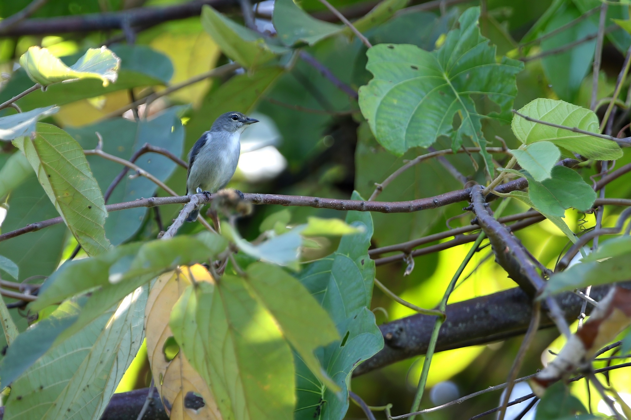Ashy Flowerpecker (Dicaeum vulneratum), photo 3