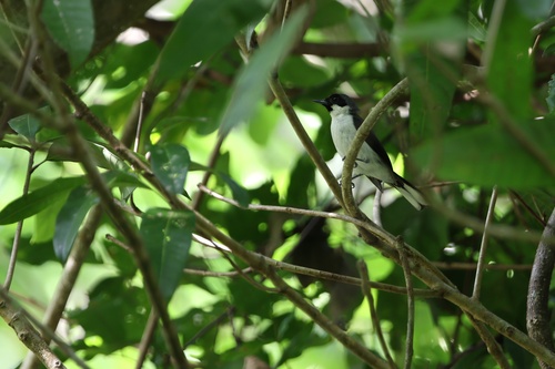 Boano Monarch (Symposiachrus boanensis), photo 2