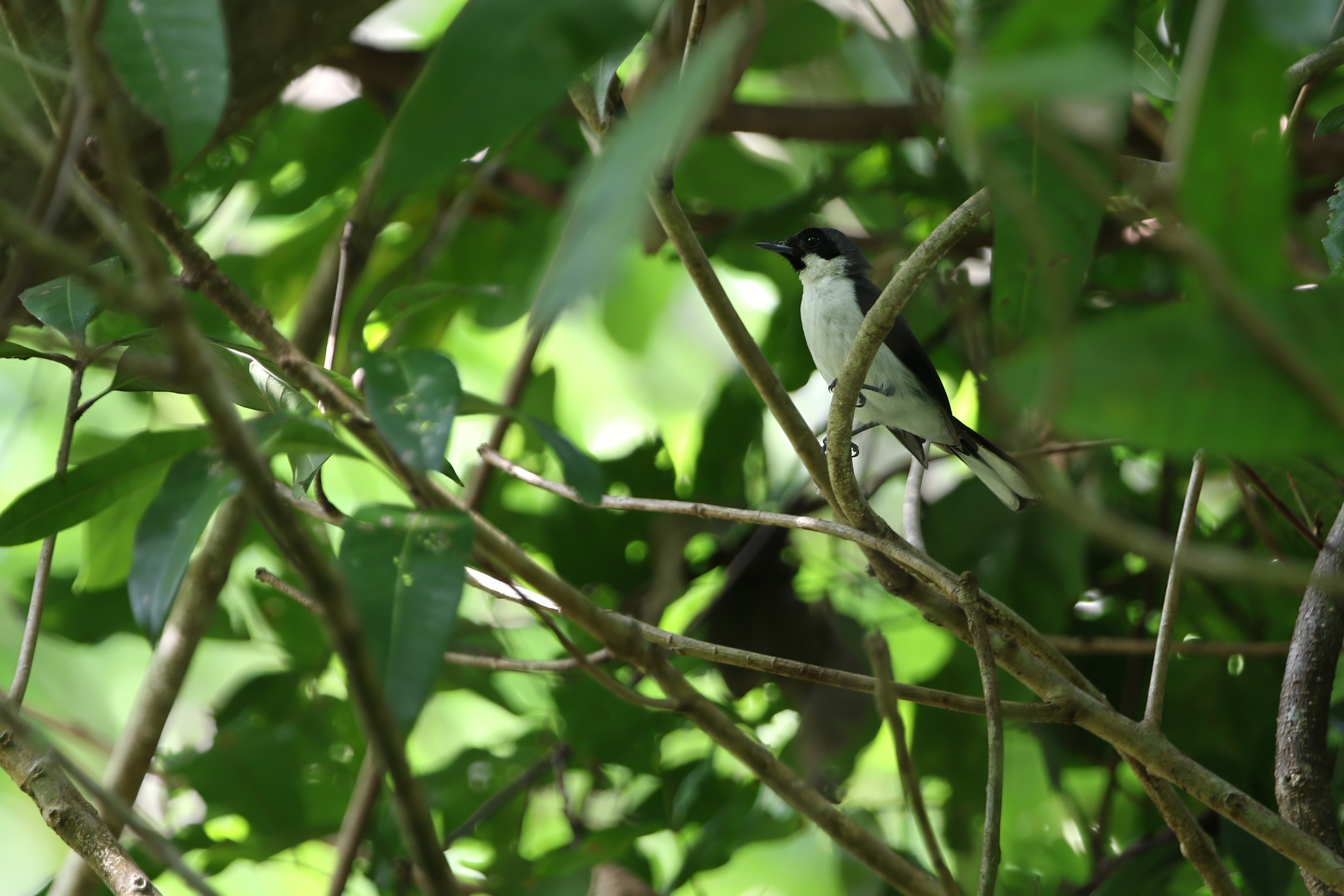 Boano Monarch (Symposiachrus boanensis), photo 2
