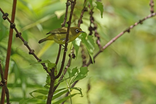 Buru White-eye (Zosterops buruensis), photo 3