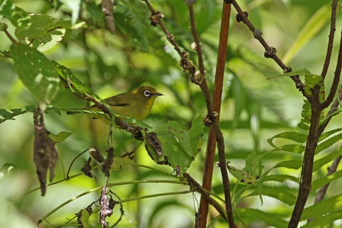 Buru White-eye (Zosterops buruensis), photo 3