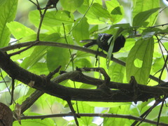 Microrhopias quixensis