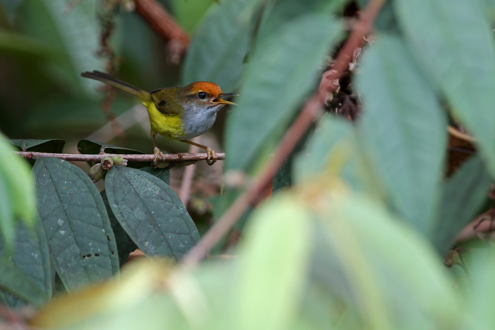 Mountain Tailorbird