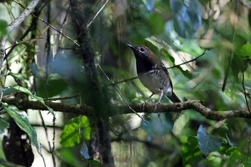 Buru Thrush (Geokichla dumasi), photo 4