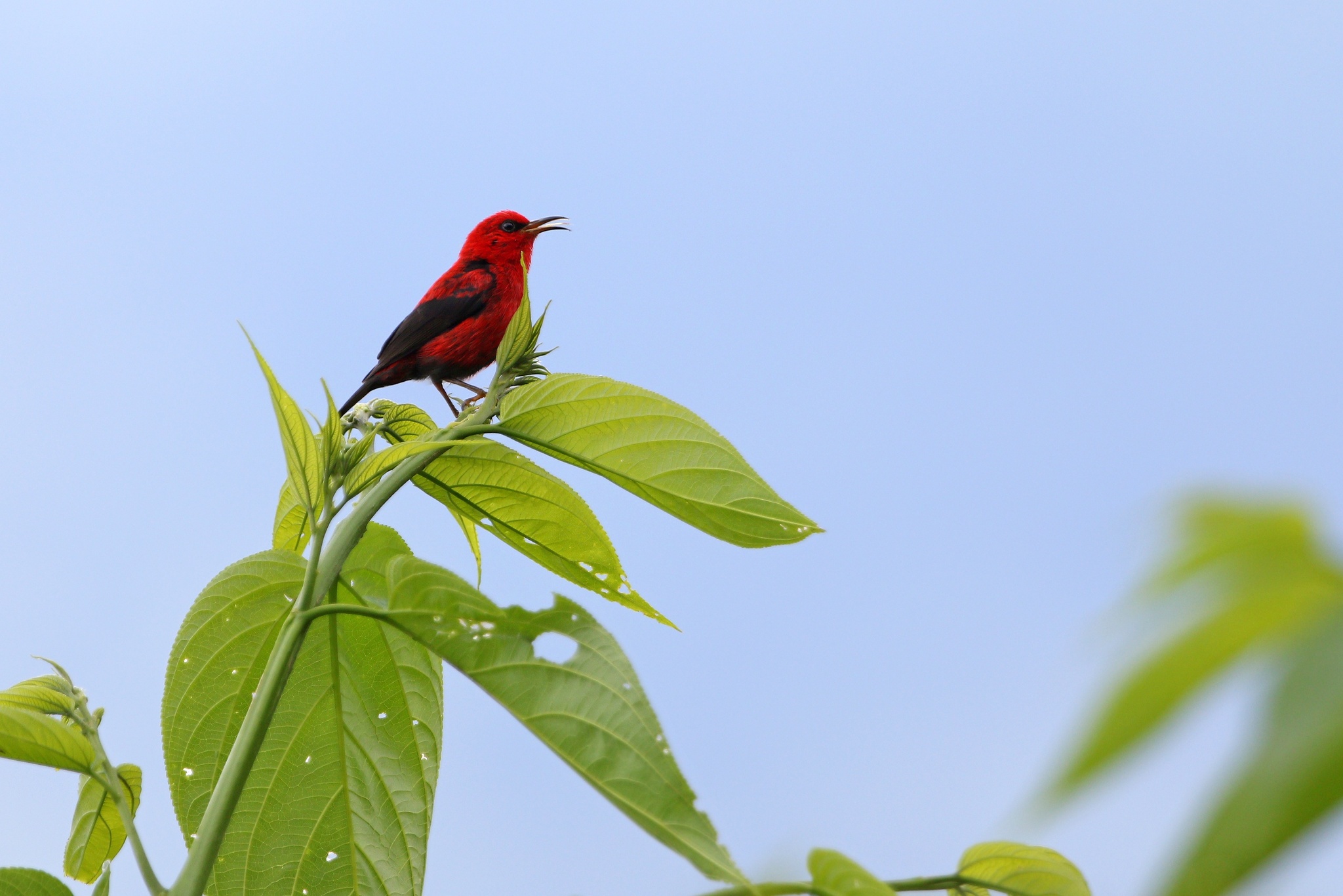Wakolo Myzomela (Myzomela wakoloensis), photo 5