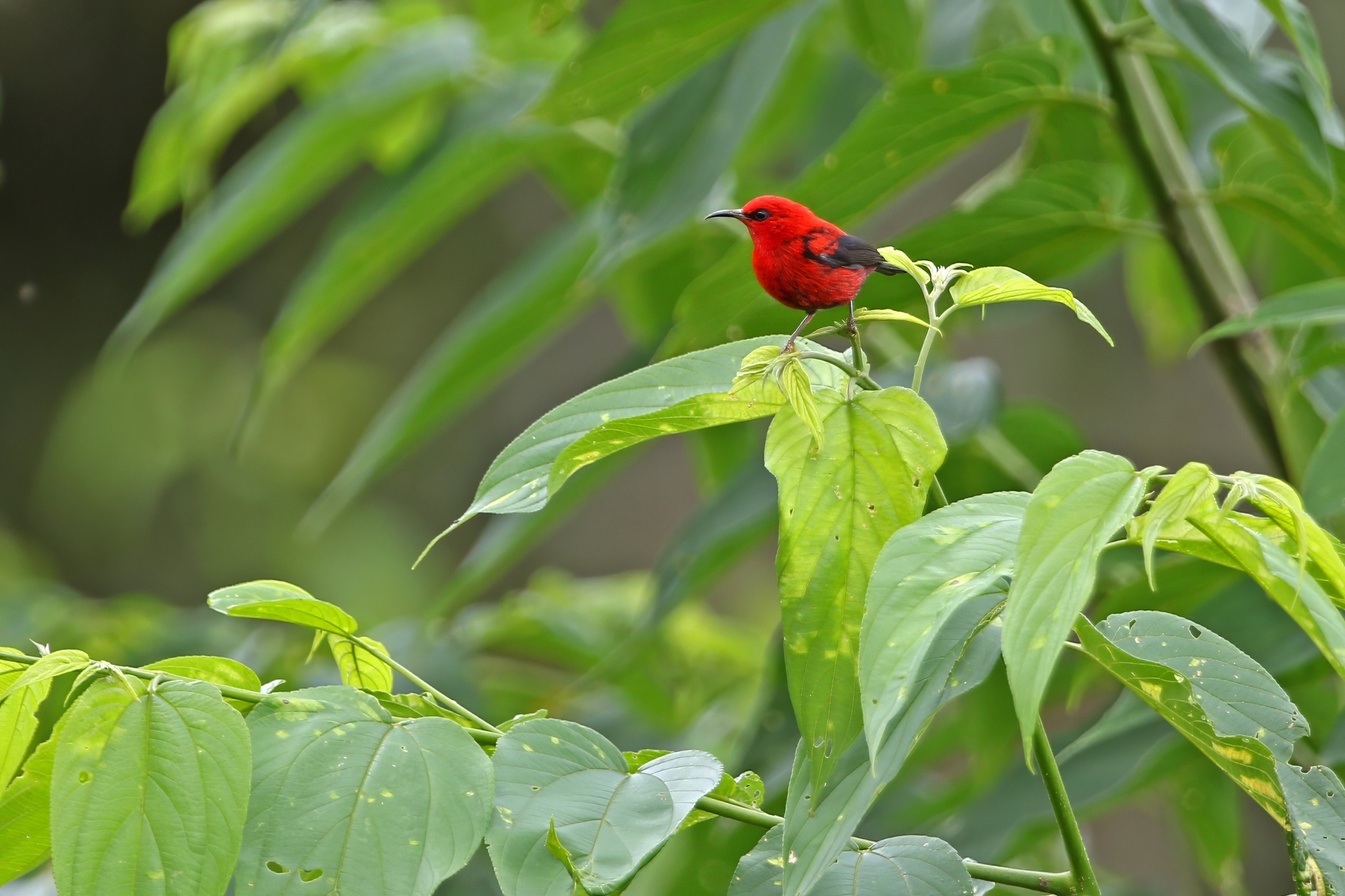 Wakolo Myzomela (Myzomela wakoloensis), photo 7
