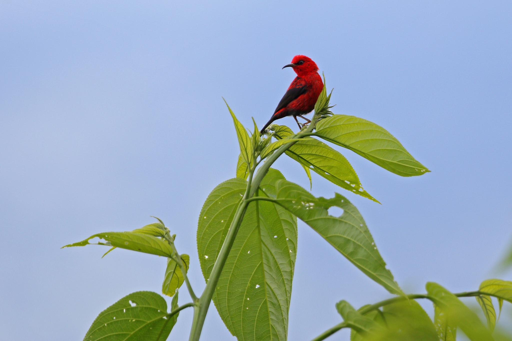 Wakolo Myzomela (Myzomela wakoloensis), photo 6