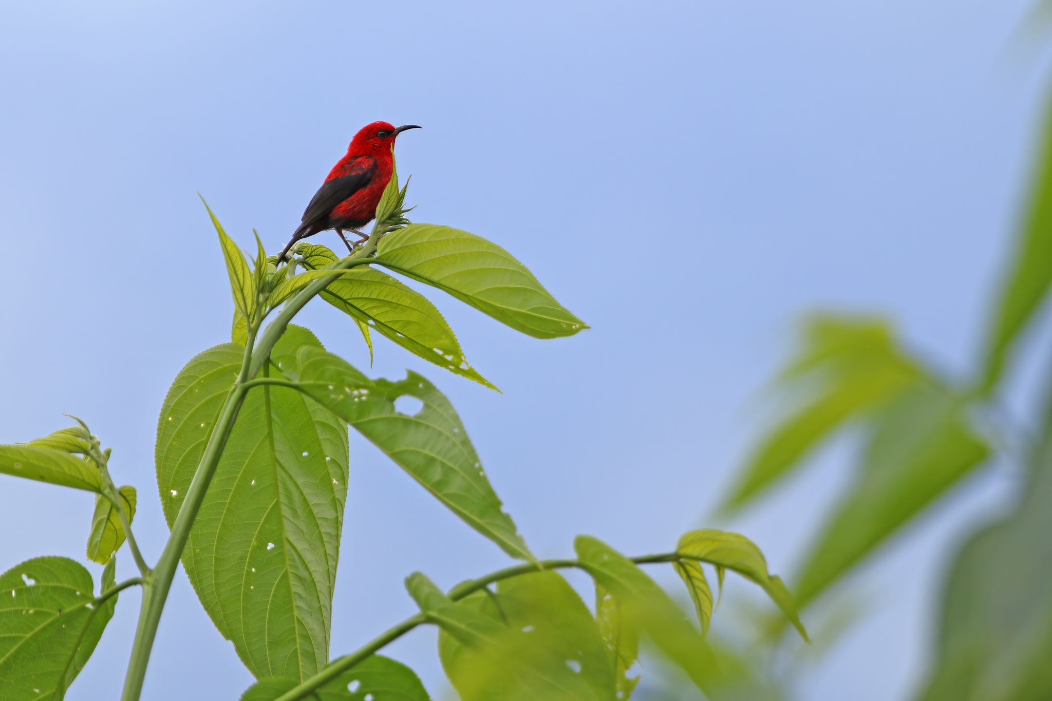 Wakolo Myzomela (Myzomela wakoloensis), photo 8