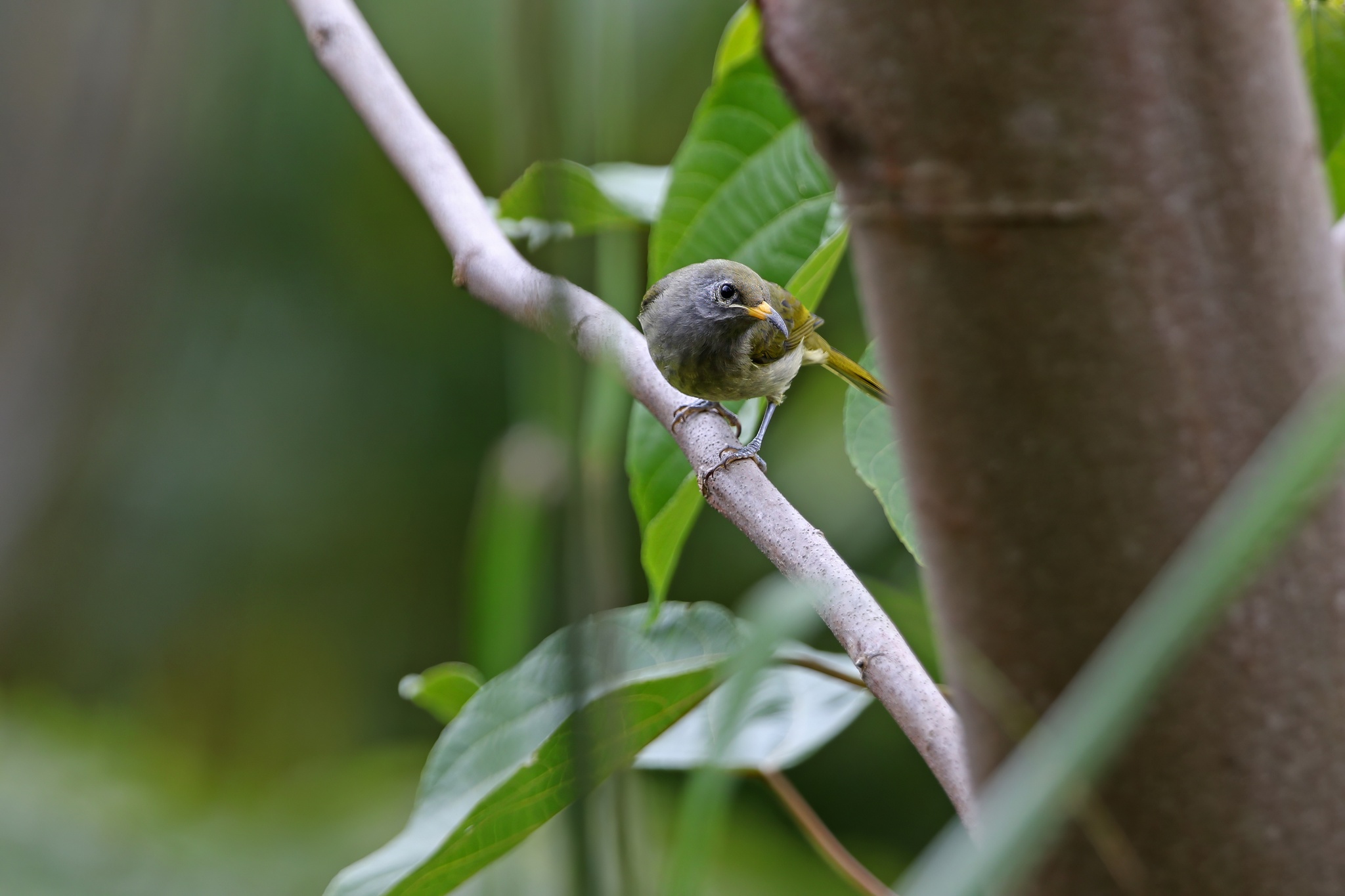 Buru Honeyeater (Lichmera deningeri), photo 3