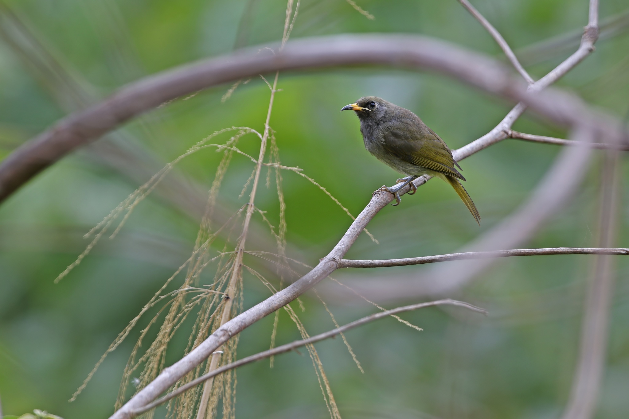 Buru Honeyeater (Lichmera deningeri), photo 2