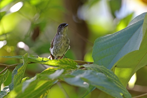 Buru Jungle Flycatcher (Eumyias additus), photo 4