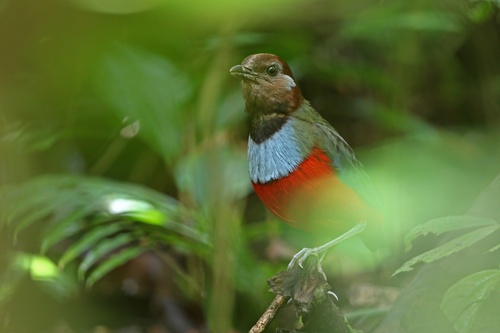 South Moluccan Pitta (Erythropitta rubrinucha), photo 4