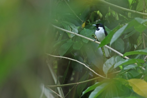 Buru Monarch (Symposiachrus loricatus), photo 5