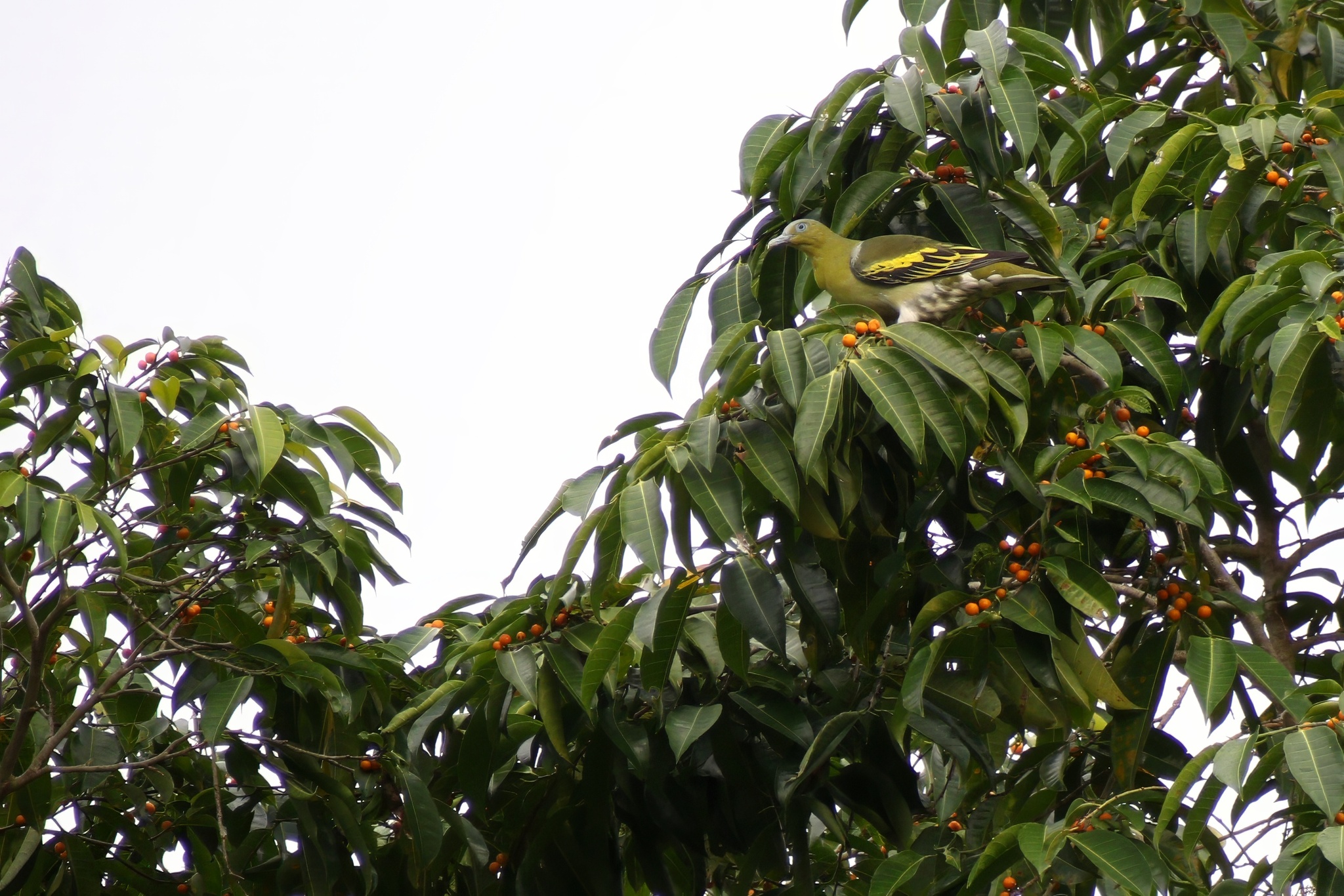 Buru Green Pigeon (Treron aromaticus), photo 8