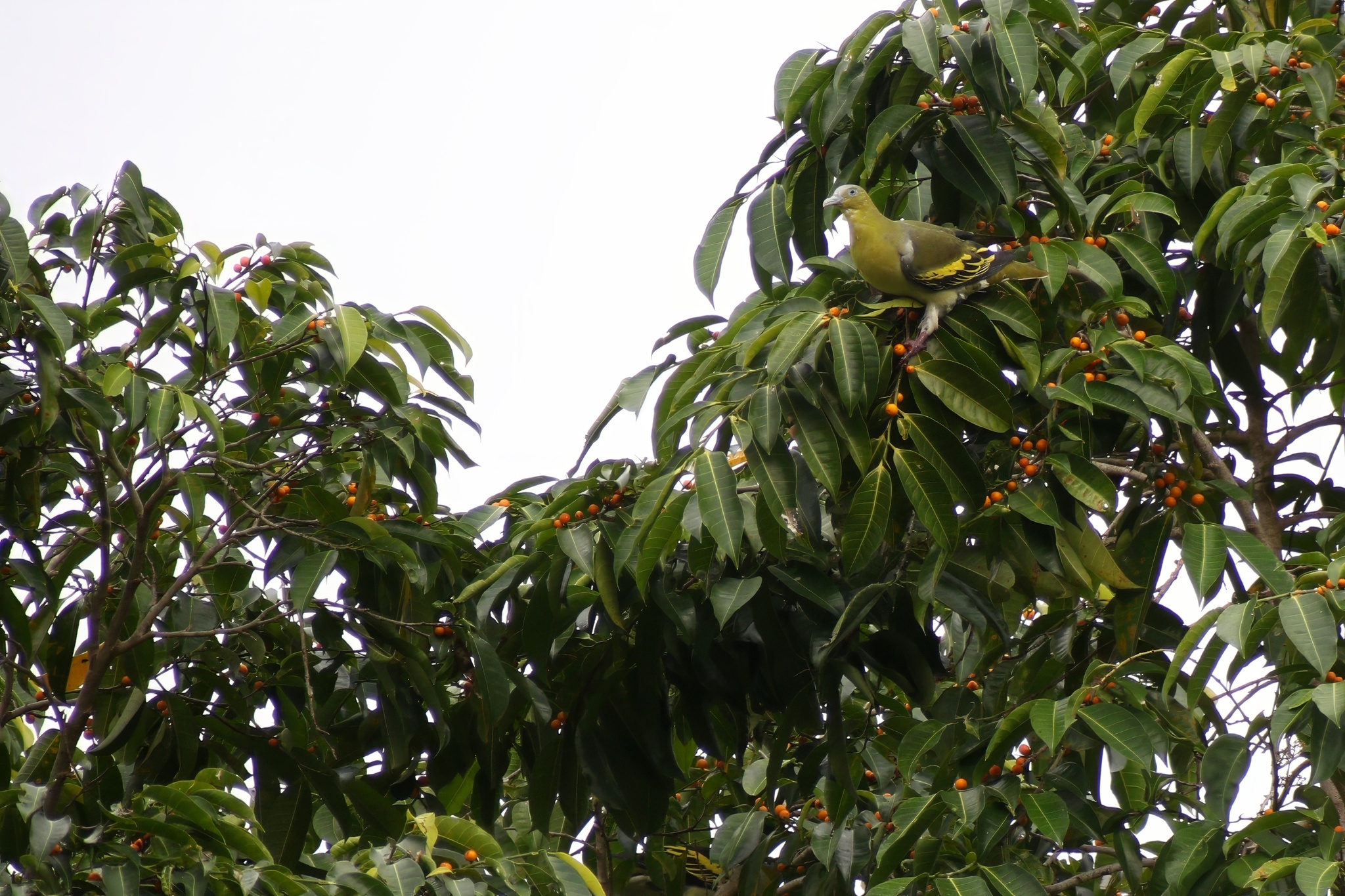 Buru Green Pigeon (Treron aromaticus), photo 3