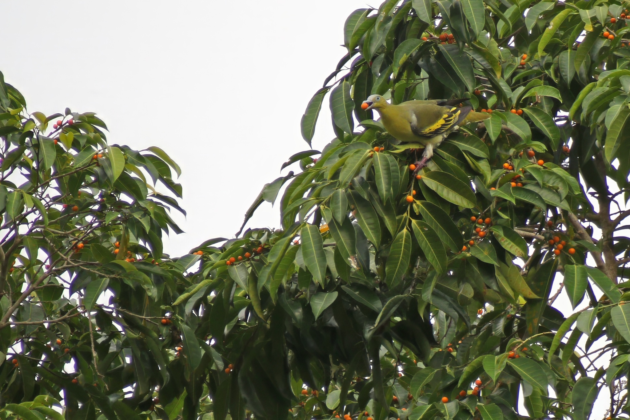 Buru Green Pigeon (Treron aromaticus), photo 9