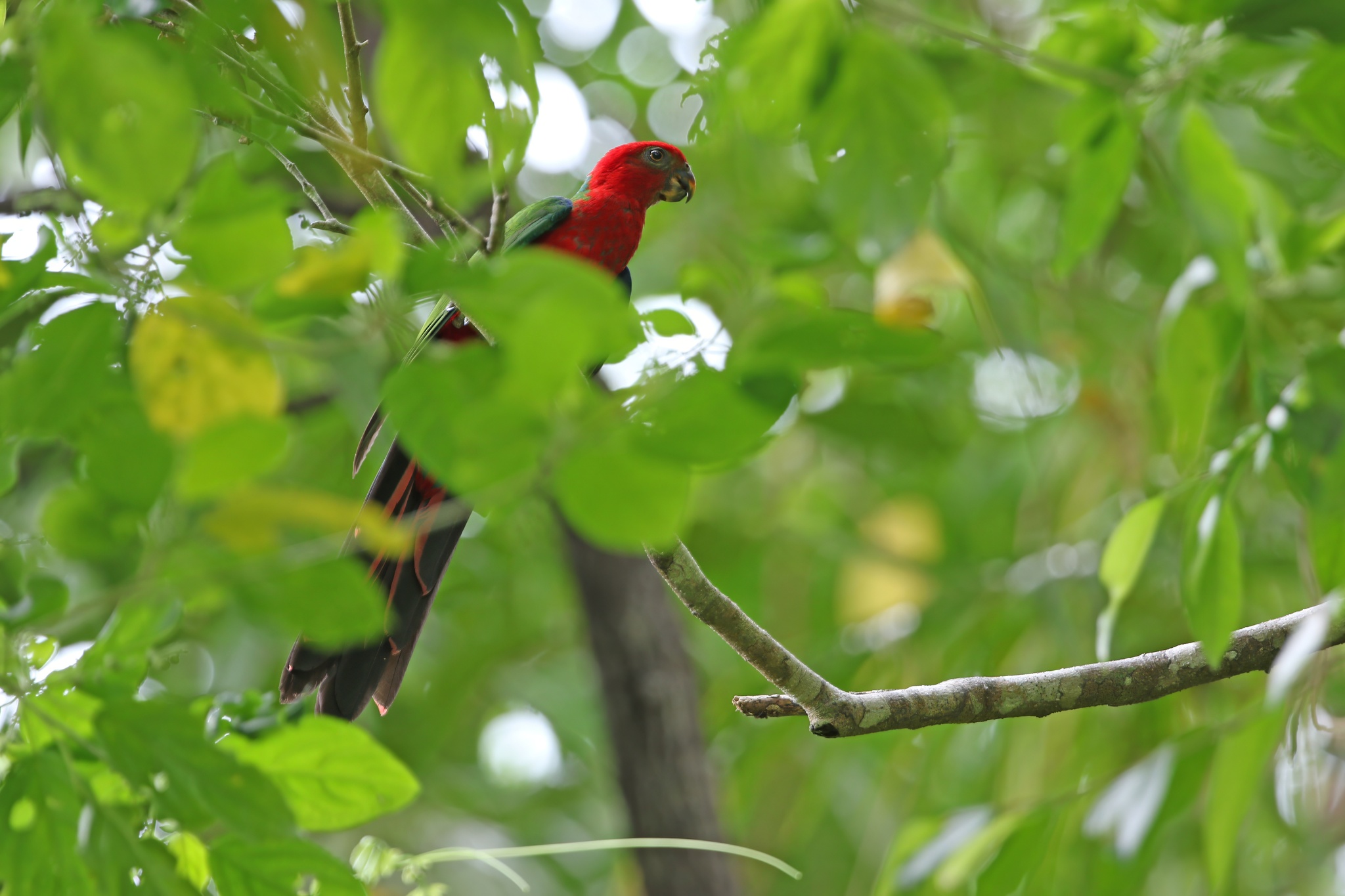 Moluccan King Parrot (Alisterus amboinensis), photo 8