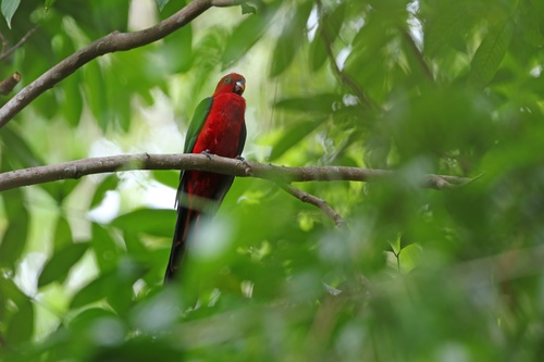 Moluccan King Parrot (Alisterus amboinensis), photo 10