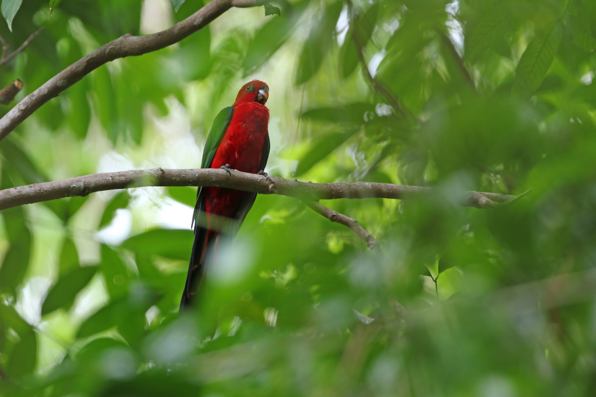 Moluccan King Parrot (Alisterus amboinensis), photo 7