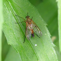 Rhagio tringarius