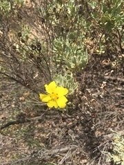 Cistus halimifolius
