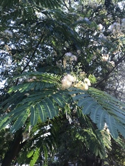 Albizia julibrissin