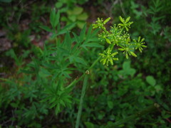 Lomatium brandegeei