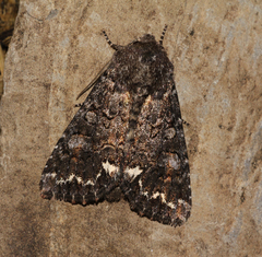 Melanchra pulverulenta