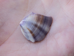 Donacidae