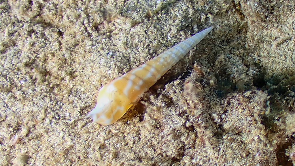 Oxymeris dimidiata
