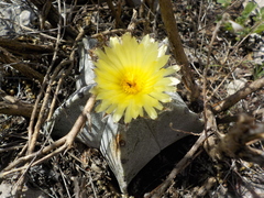 Astrophytum myriostigma