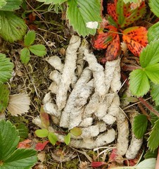 Dendragapus fuliginosus