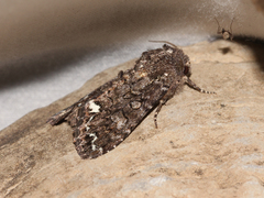 Melanchra pulverulenta