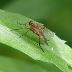 Rhagio tringarius