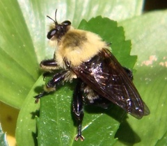 Laphria grossa
