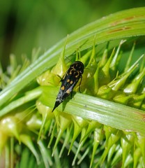 Hoshihananomia octopunctata