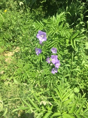 Campanula persicifolia