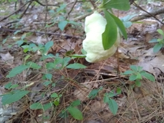 Exobasidium rhododendri