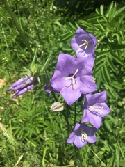 Campanula persicifolia