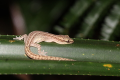 Pale-Striped Bavayia photo 4