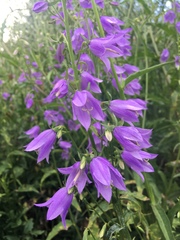 Campanula rapunculoides