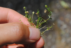 Sagina japonica