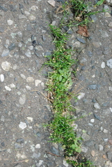 Sagina japonica