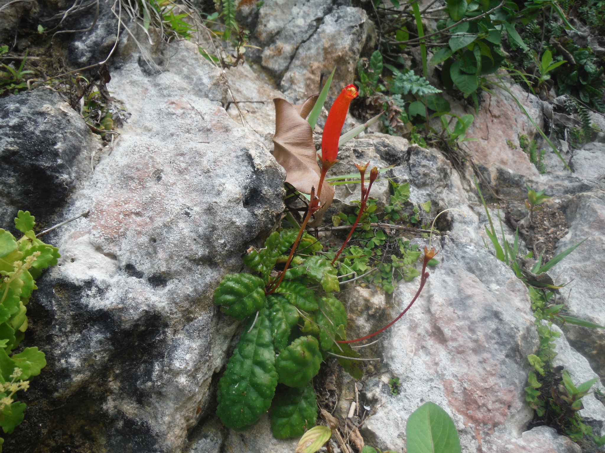 Gesneria brachysepala